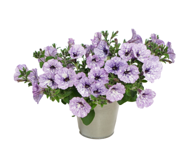 Introducing Headliner™ Crystal Sky Petunia - Mast Young Plants