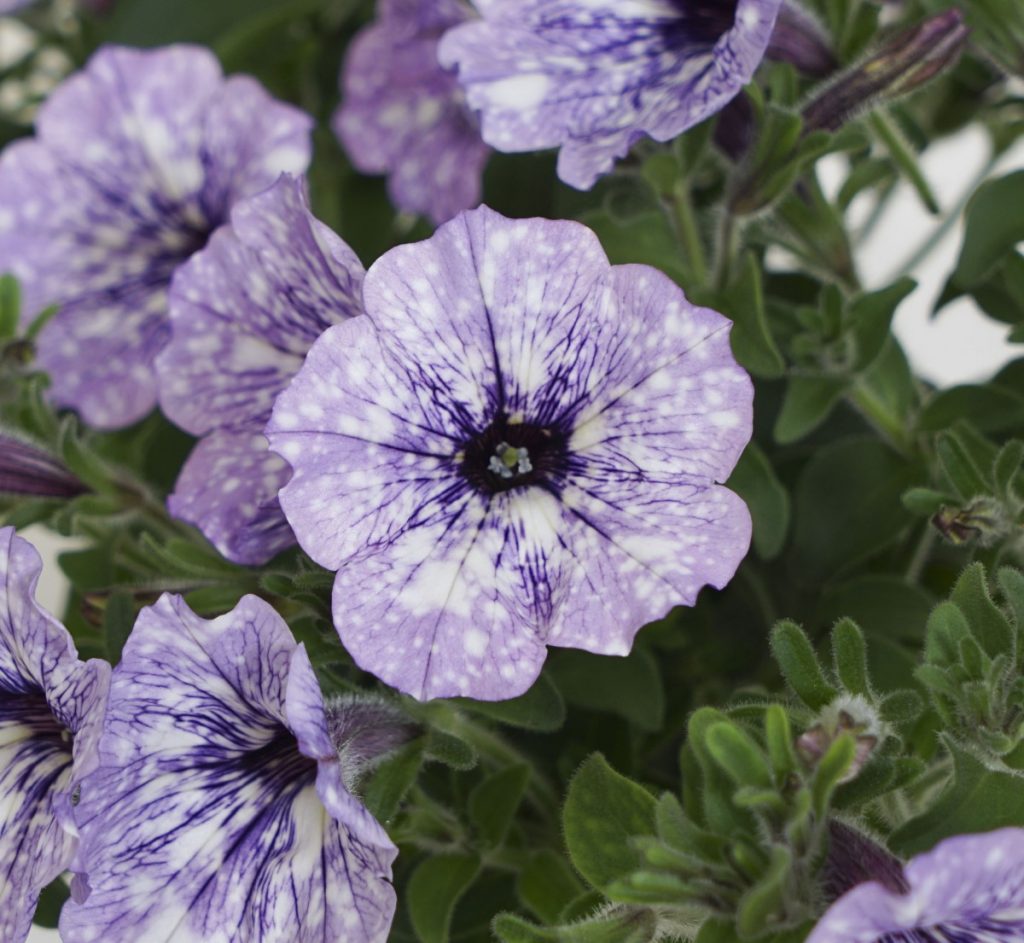 Introducing Headliner™ Crystal Sky Petunia - Mast Young Plants