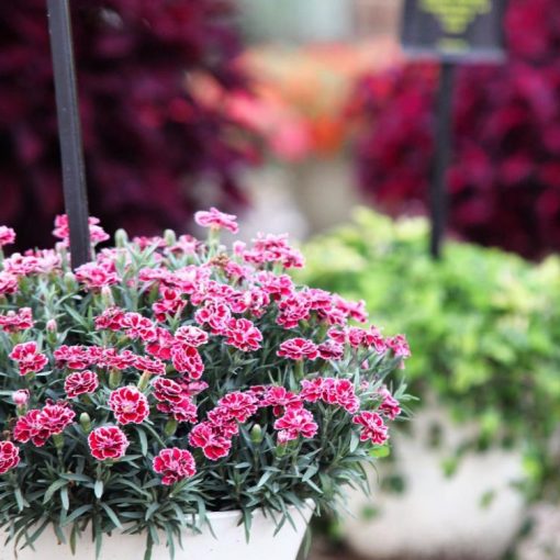 Introducing Headliner™ Electric Purple Sky Petunia - Mast Young Plants