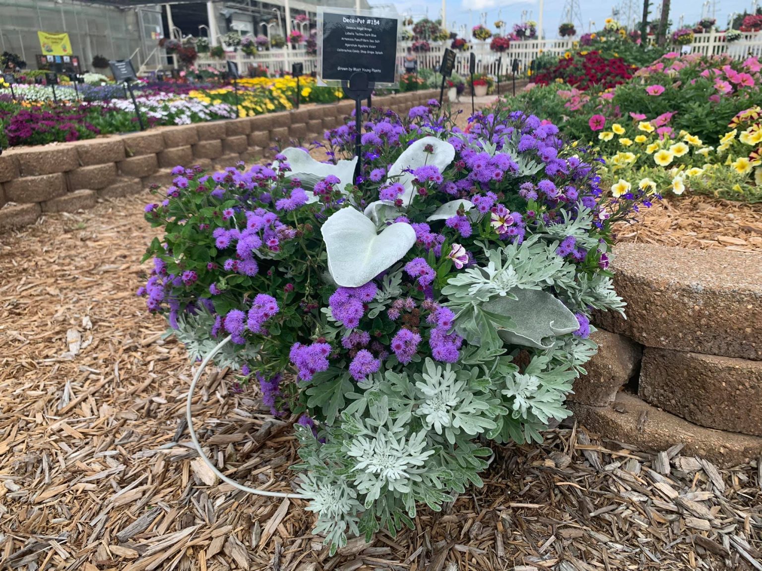 Growing Senecio Angel Wings - Mast Young Plants