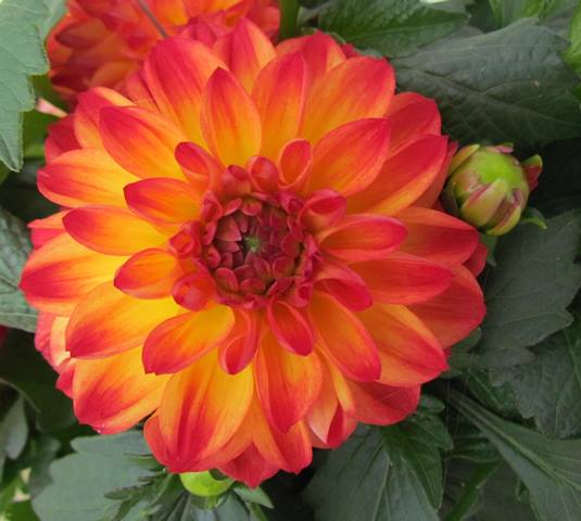 Dahlia Hypnotica Tequila Sunrise – Mast Young Plants