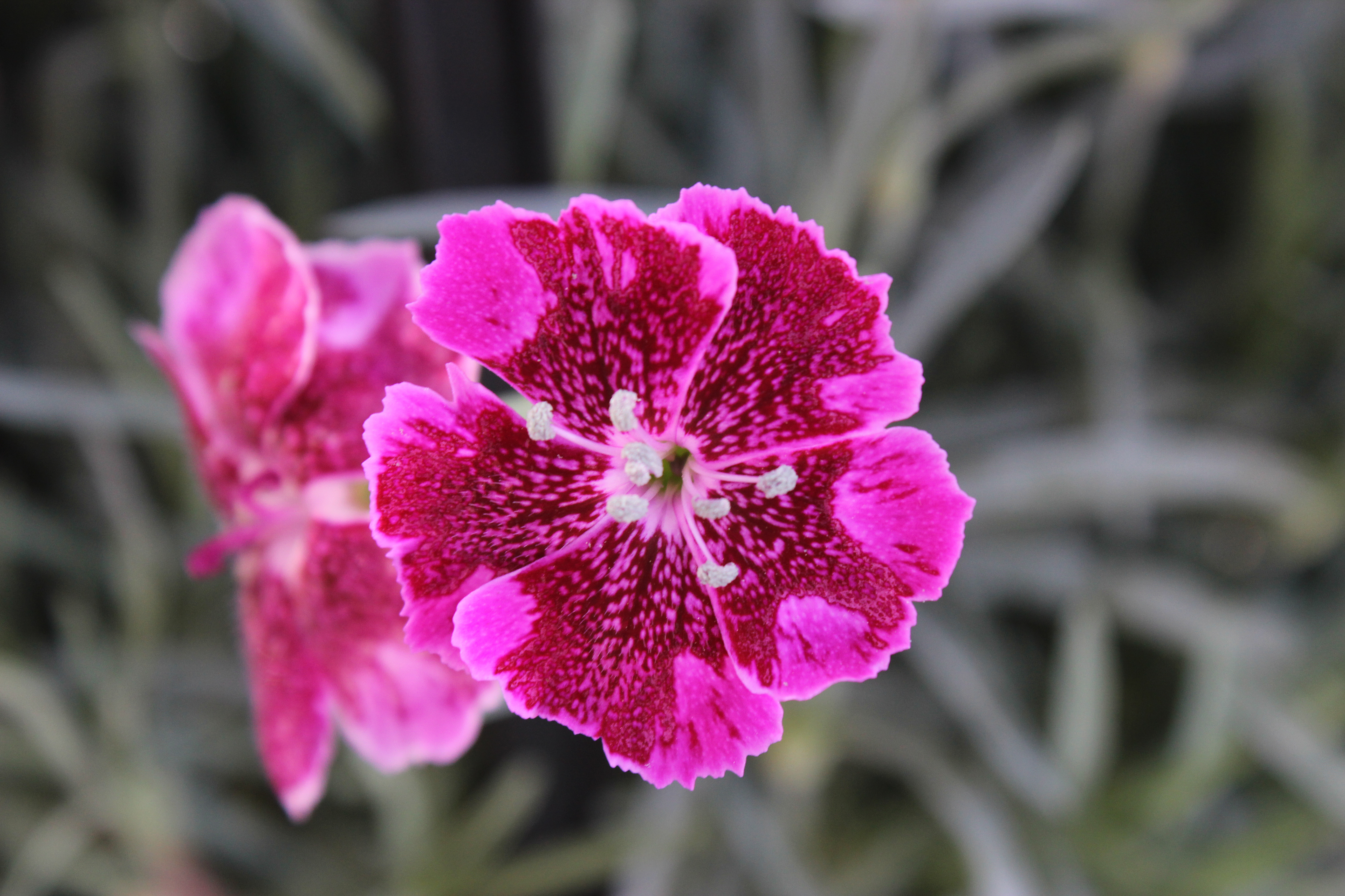 Dianthus everlast lavender lace (2) – Mast Young Plants