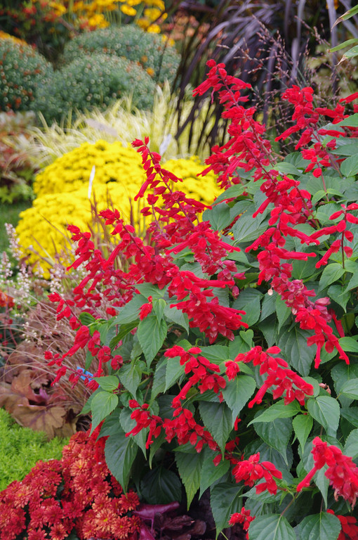 Petunia hells fruit punch – Mast Young Plants