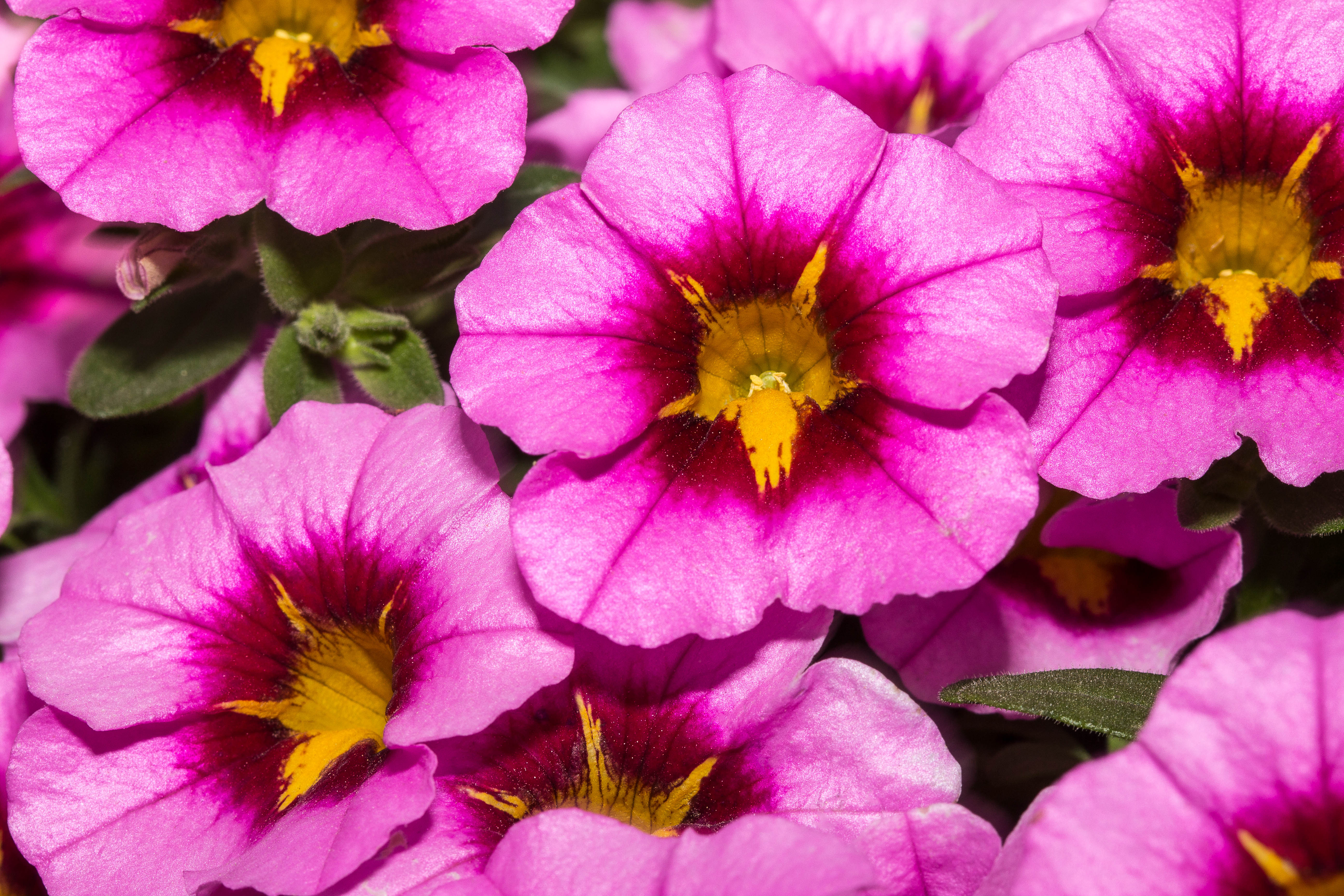 Calibrachoa lindura cosmos hot pink – Mast Young Plants