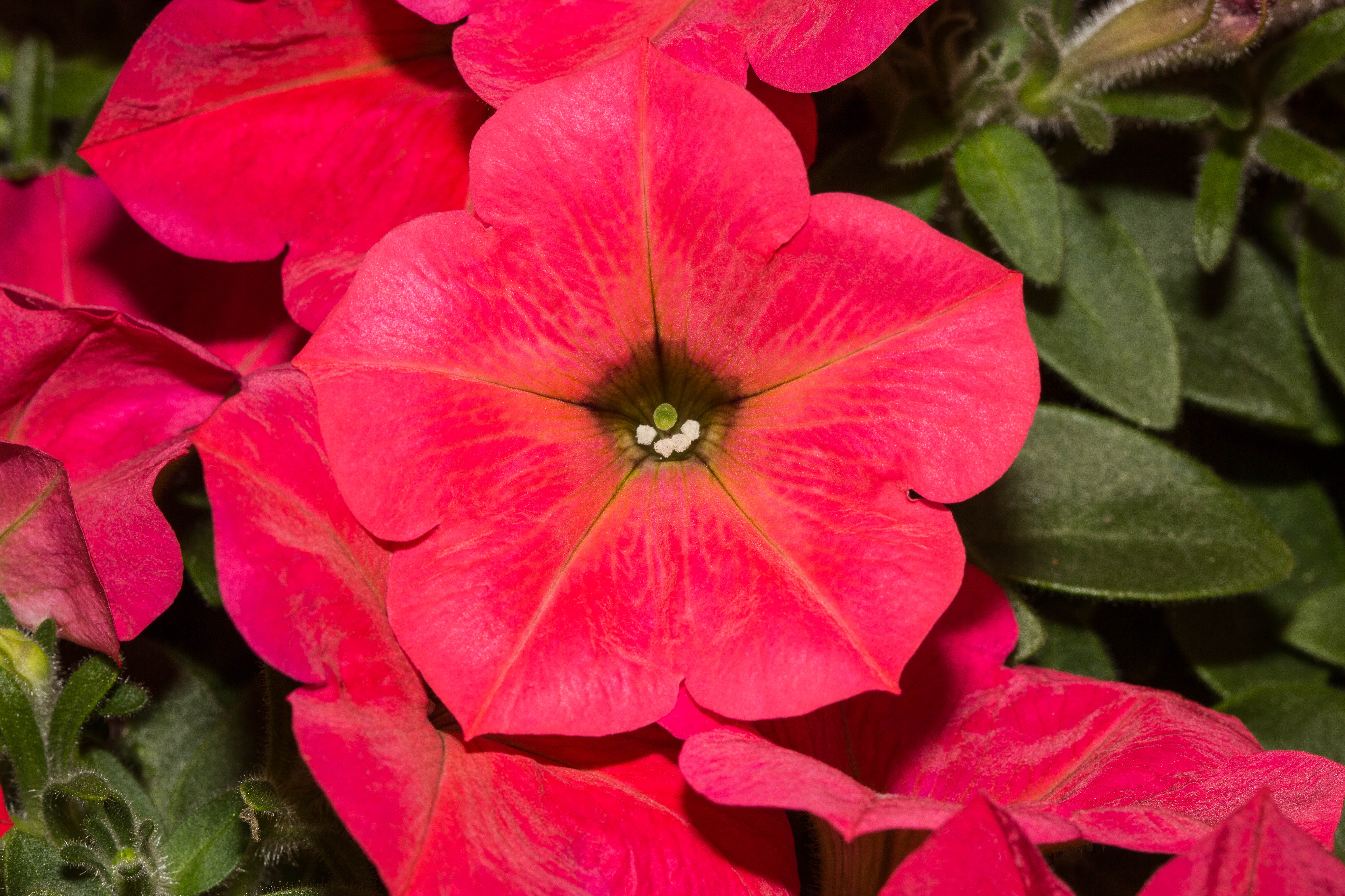 Petunia hells fruit punch – Mast Young Plants