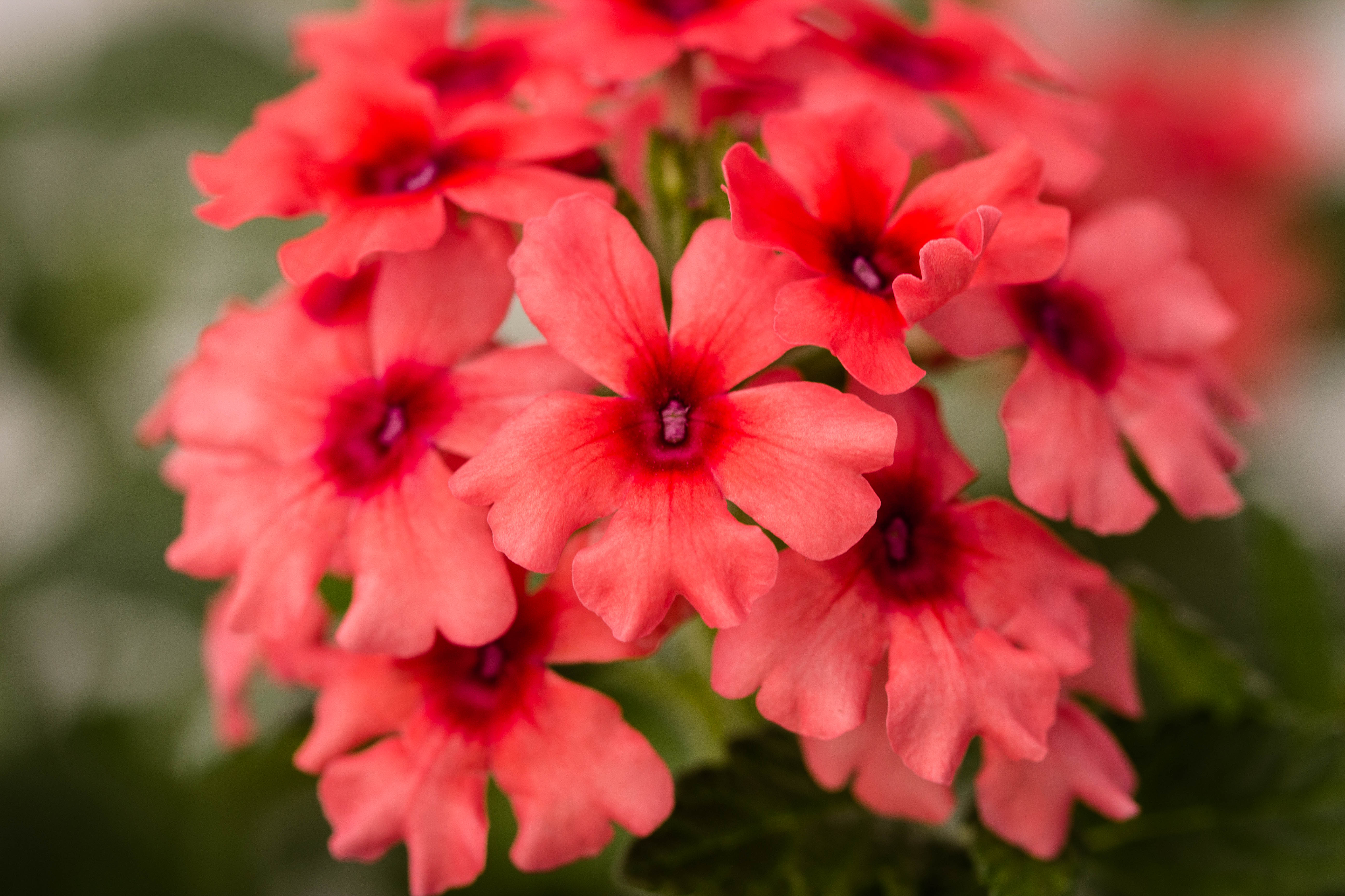 Verbena lascar mango orange (2) – Mast Young Plants