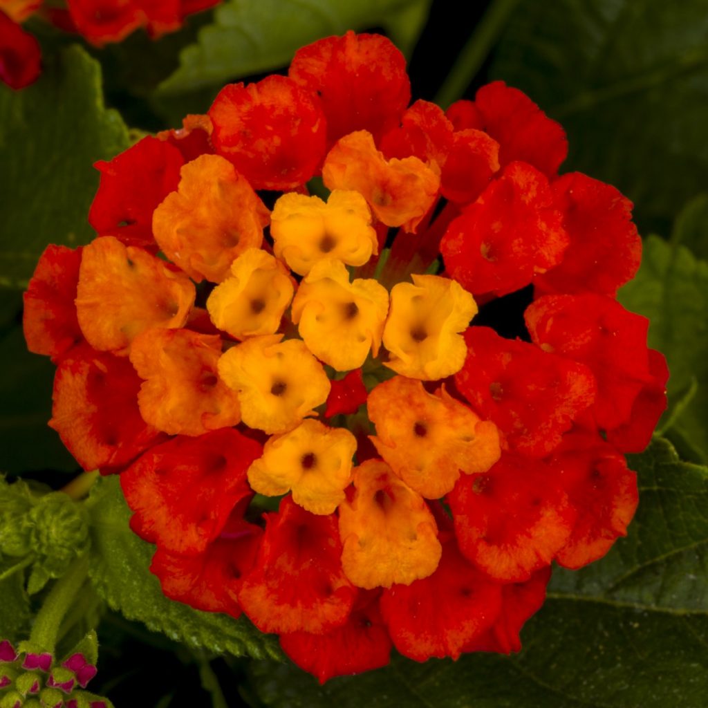 Hot Blooded™ Lantana - Mast Young Plants