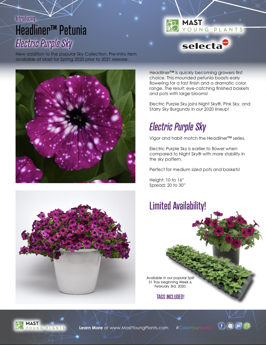 Introducing Headliner™ Electric Purple Sky Petunia - Mast Young Plants