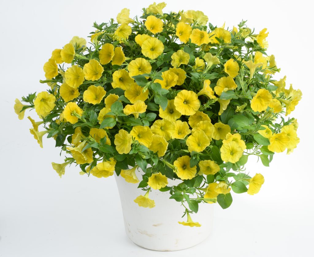 2021 LIMITED PRE-RELEASE: Petunia Capella™ Hello Yellow - Mast Young Plants