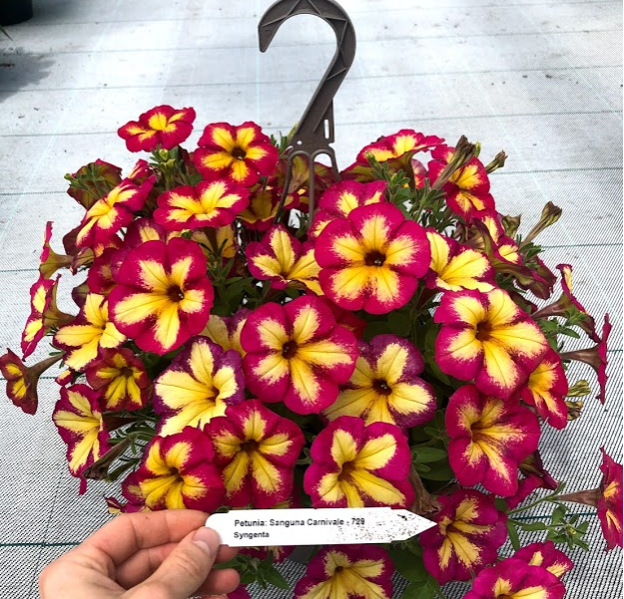 2021 LIMITED PRE-RELEASE: Petunia Fun House™ Potpourri - Mast Young Plants