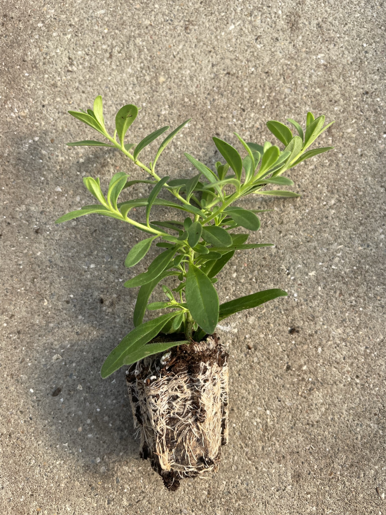 Calibrachoa No-Pinch Trial Update - Mast Young Plants